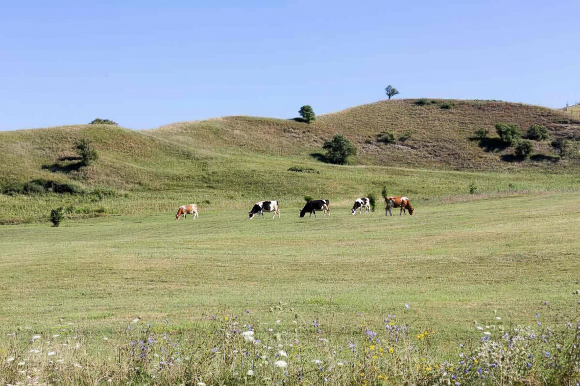 Cows graze in a green meadow located in Santa Ysabel, CA near Highway 78.
